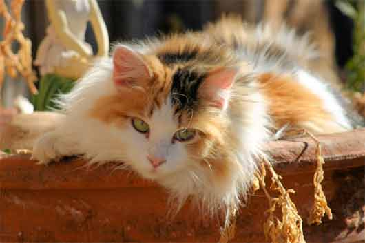 Long Haired Calico
