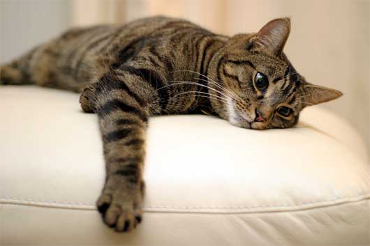 male tabby cat
