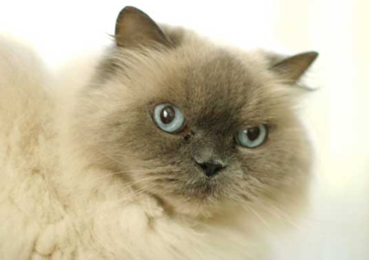 himalayan cat