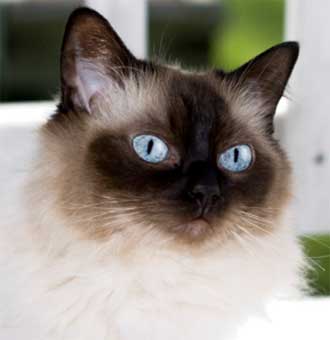 himalayan cat