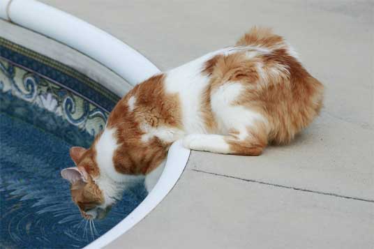 manx cat at pool