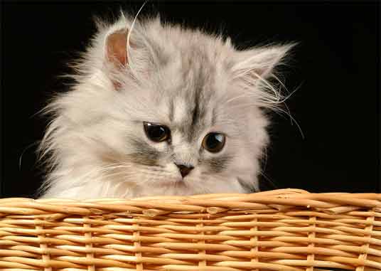 persian kitten in basket