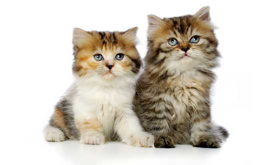 persian kittens