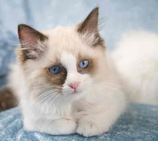 Ragdoll kitten