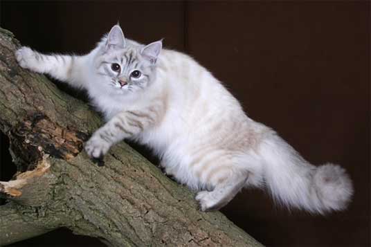 siberian cat